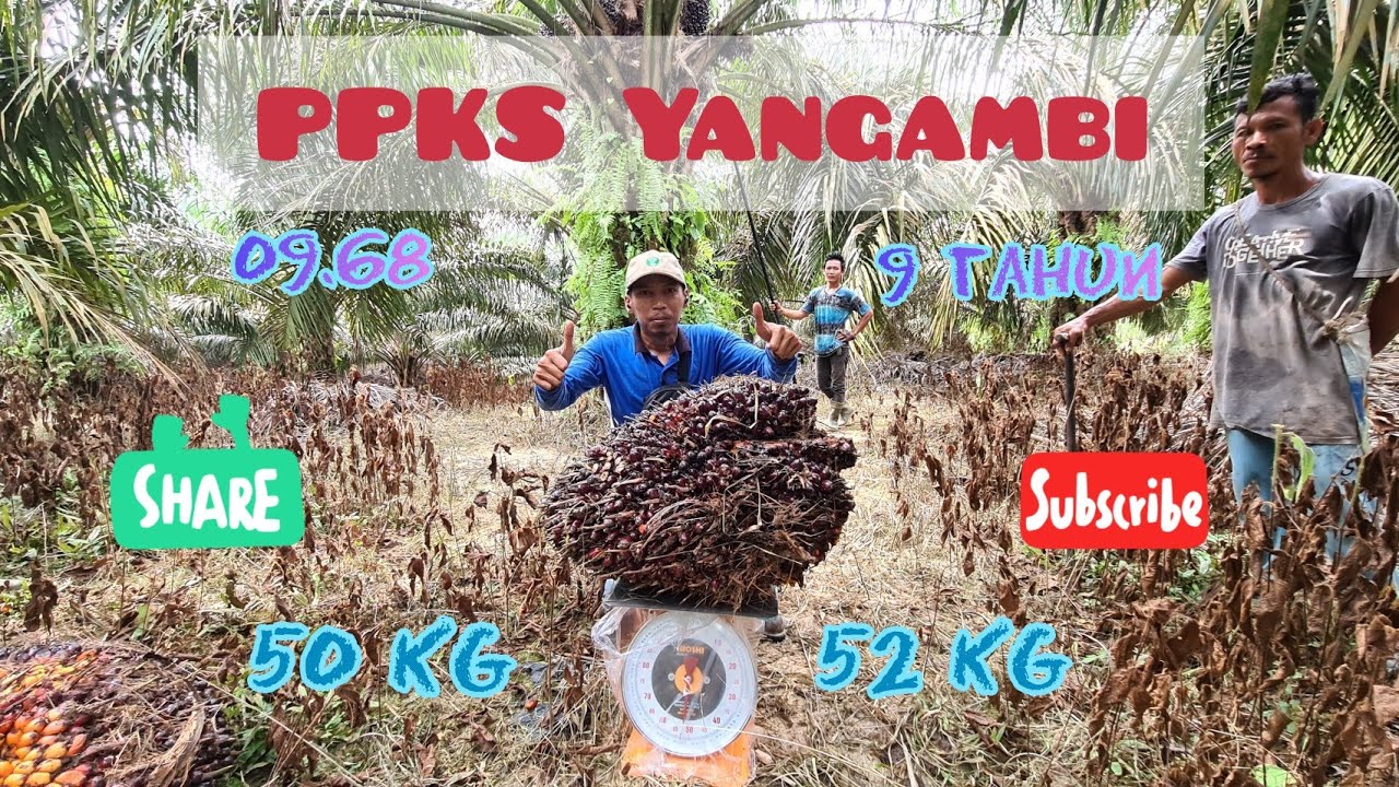 Panen Kelapa Sawit Big Bunch PPKS Yangambi || Umur Genap 9 tahun