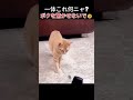 一体これ何ニャ?ボクを驚かせないで! 🥺