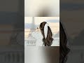 اغنية تعبتيني معاكي تأليف عبدالحميدحامد