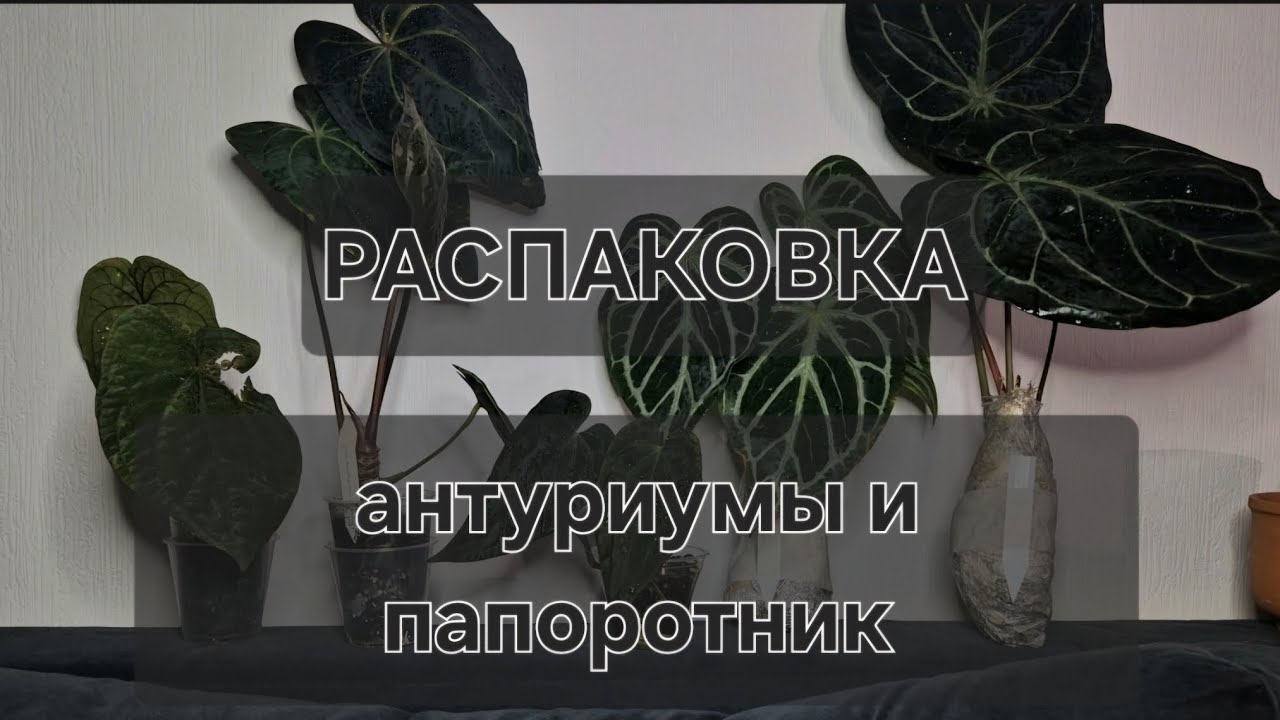 Распаковка антуримов и папоротника