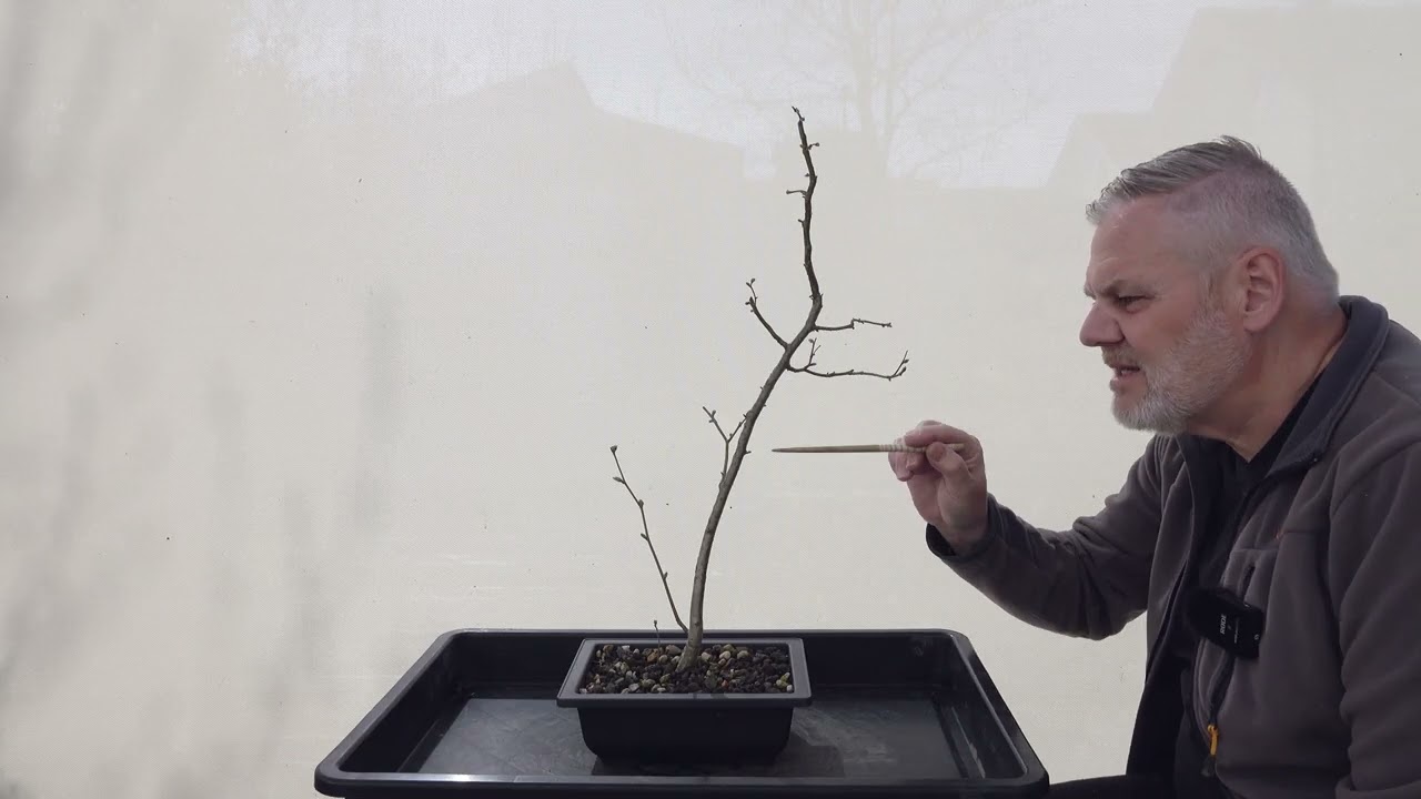 bonsai mandarine 【Artificial Bonsai】Mikan main image 0