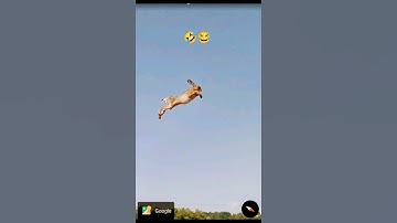 Flying Rabbit in Google Earth🌎