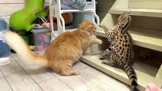 SERVAL MEETS HIS FUTURE WIFE / Maine Coon Melissa spoke a new language