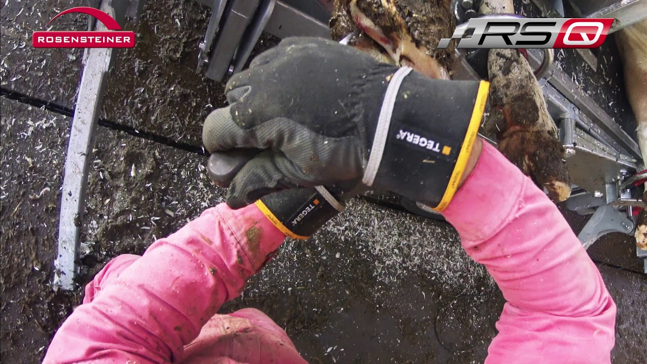 Rosensteiner RS Q Klauenpflegestand für echte Profis