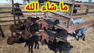 مرحلة ولادة الماعز 🐐🐐 الصغار جمال لا يوصف