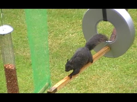 Black Squirrel Assault Course