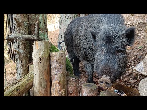 Лесной хутор Яшина под охраной сторожевого дикого кабана | двухэтажная баня | bushcraft.