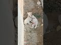 😂😂😂😂@Cute love fight #viral #love