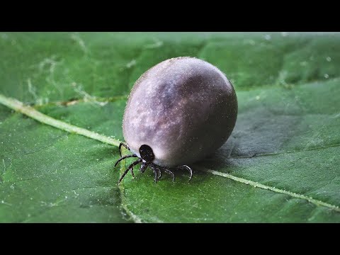 Video: 5 Formas En Que Los Gatos De Interior Pueden Contraer Pulgas O Garrapatas