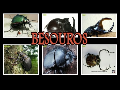 Vídeo: Tipos de besouros: descrição e foto