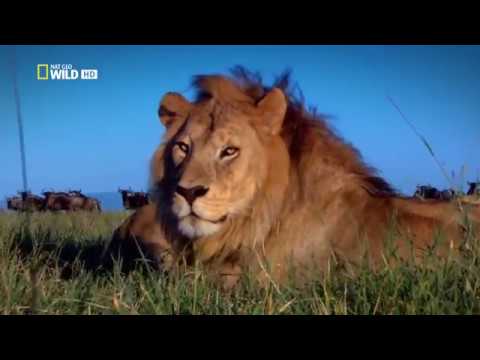 Видео: Затерянные миры Lionhead и Bullfrog