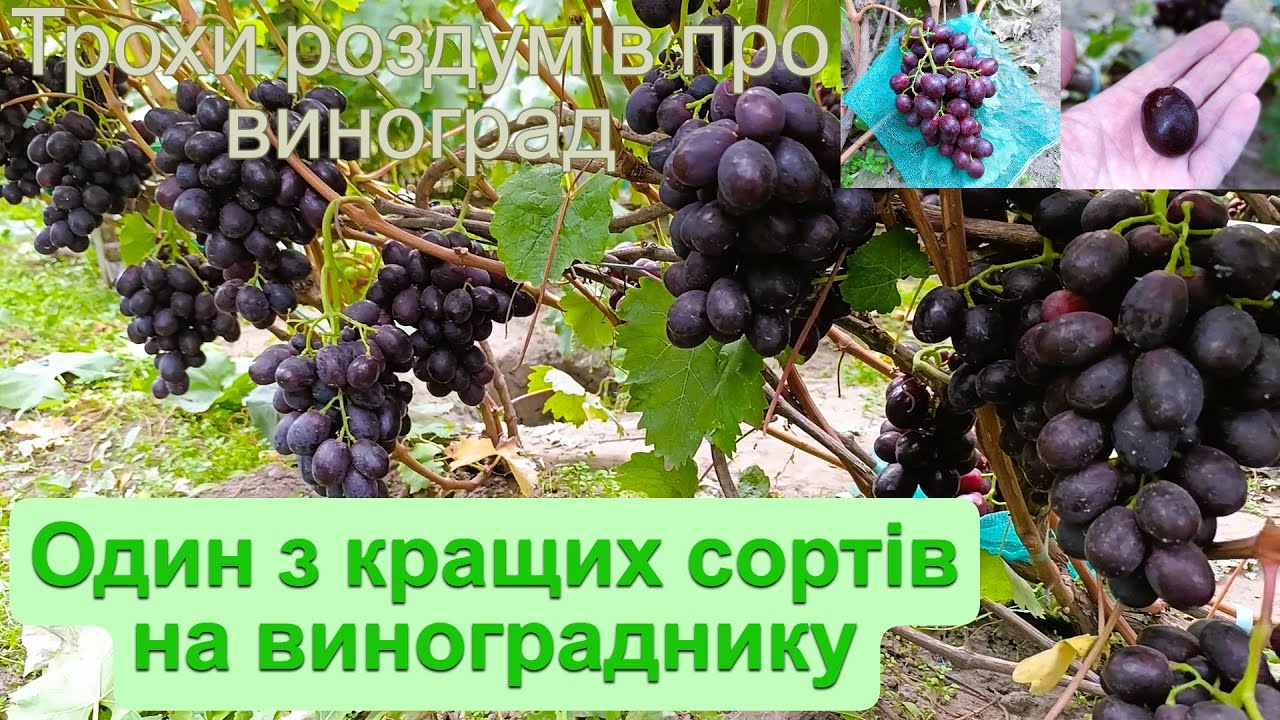 Один з кращих сортів на винограднику