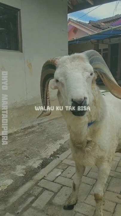 #dombagarut story wa domba garut jj
