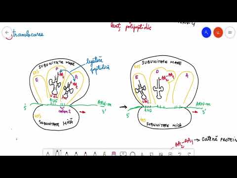 Sinteza proteinelor: Translatia (etapa II)