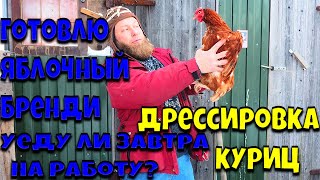 Готовлю яблочный бренди. Смогу ли завтра уехать на работу? Дрессировка куриц, утепление курятника.