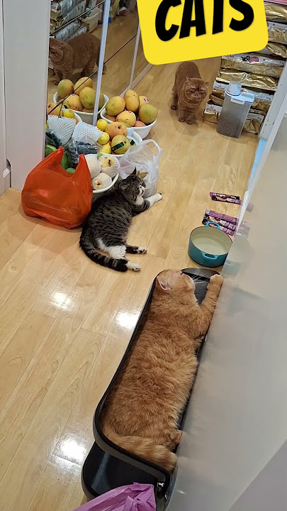 cute cats #remix #avee_player #djremix #stecu #music #djviral #djnonaambonpicapica #dj