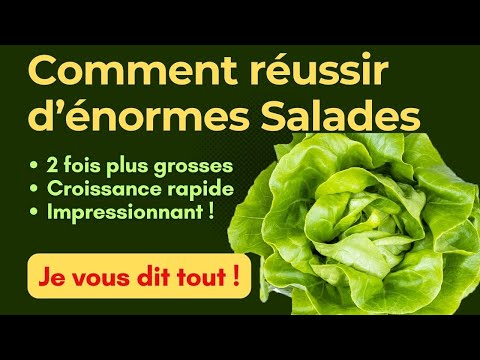 Vidéo: Cultiver Des Légumes Sans Creuser Le Sol - L'agriculture Biologique