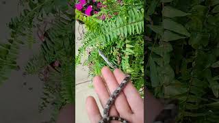 snake on the porch