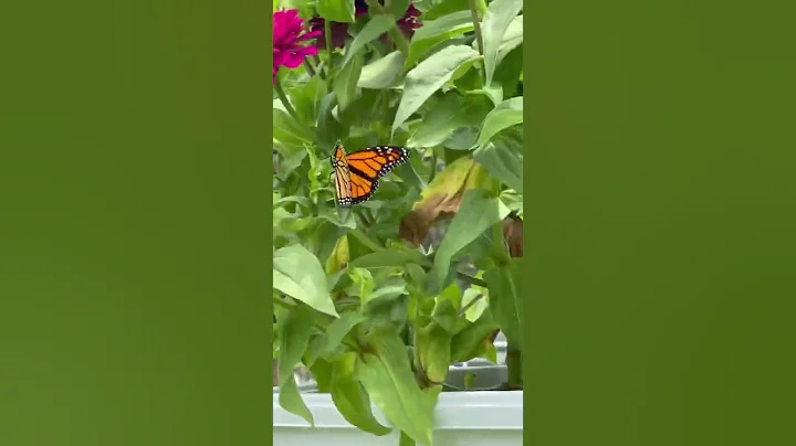 Butterflies enjoying my Zinnias from seed