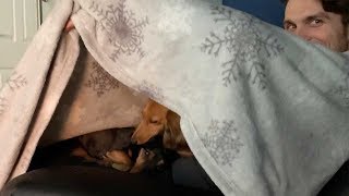Dogs Clean Each Other Under Blanket