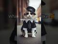 "Yeh Cat Nahi, Fashion Model Hai! 😼✨"😻👗"