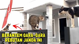 DRAMATIIIS..!😂 Kucing Berantem Rebutan Janda Anak 3 Bikin Ngakak Banget ~ Video Kucing Lucu