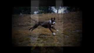 Apbt Kejsi Winter Condition 2011-2012