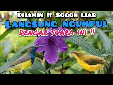 Ampuh !! Suara Pikat Sogon Jantan Dan Betina Ribut Memanggil Sogon Liar 