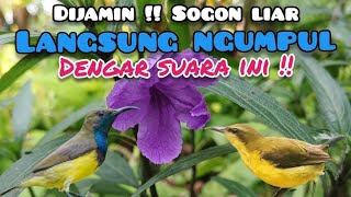 Ampuh !! Suara Pikat Sogon Jantan Dan Betina Ribut Memanggil Sogon Liar 