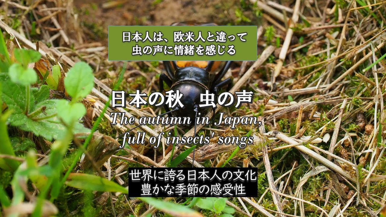 Japanese Insect Sound 日本の秋 虫の声(The autumn in Japan, full of insects' songs) - YouTube