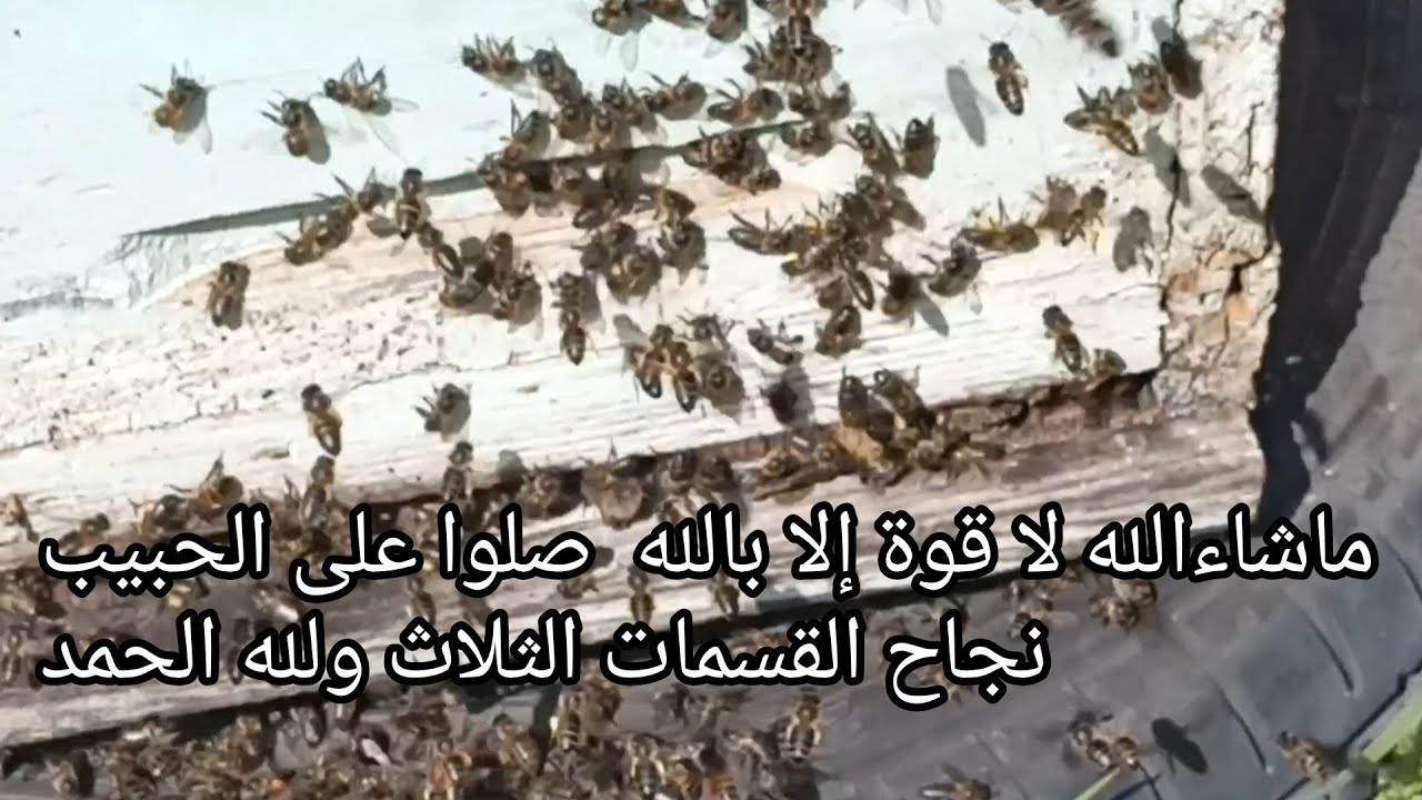 مراقبة القسمات الثلاث الاول مرة