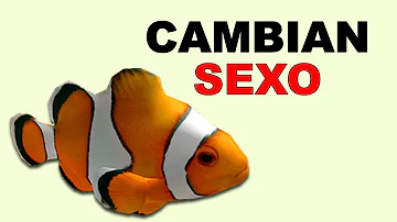 ¿Qué peces pueden cambiar de sexo?