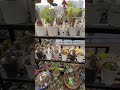 #cactus #youtubeshorts