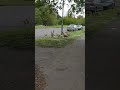 канадские гусята переходят улицу