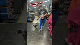 Miss Moka Latte 🥰 Your Doing Great #puppy #pets #dog #training #cute #love #shorts #short #viral