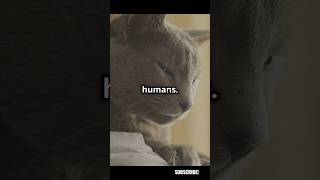 Lost Cat Travels 800 Miles Home! #yellowstone  #cats #catlover #dailytrendingnews