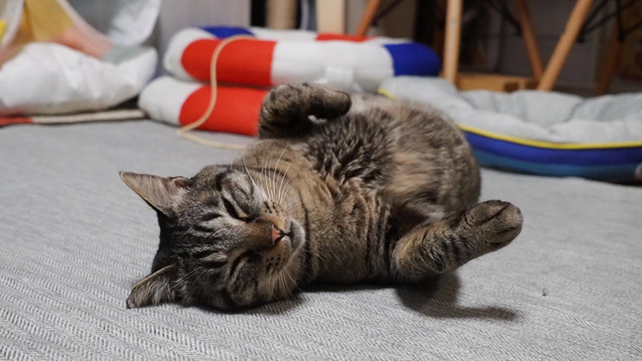 へそ天うらめしや～な猫☆へそ天上手な猫ガーちゃん【リキちゃんねる