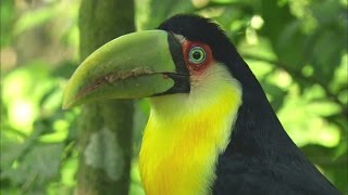 Panasonic Hd Demo: The Wild Life In Brazil