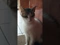 Apa Itu#catlovers #catvideos #catshorts #kucing #shortvideo  #klanayuda