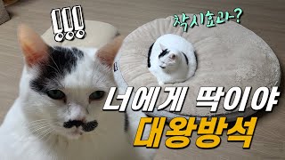 난 뚱뚱한게 아니야. 그동안 방석이 작은거였어 | 코스트코 가성비 방석  #cat #cushion