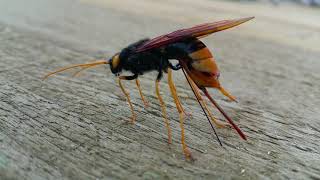 Wood Wasp Laying Eggs