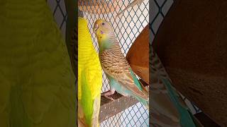 Beautiful 😍 Budgies parakeets ❤️💙