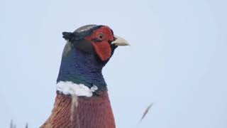 Common pheasant calling