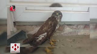 Sahip Çıktığı Şahini, Elinden Besliyor