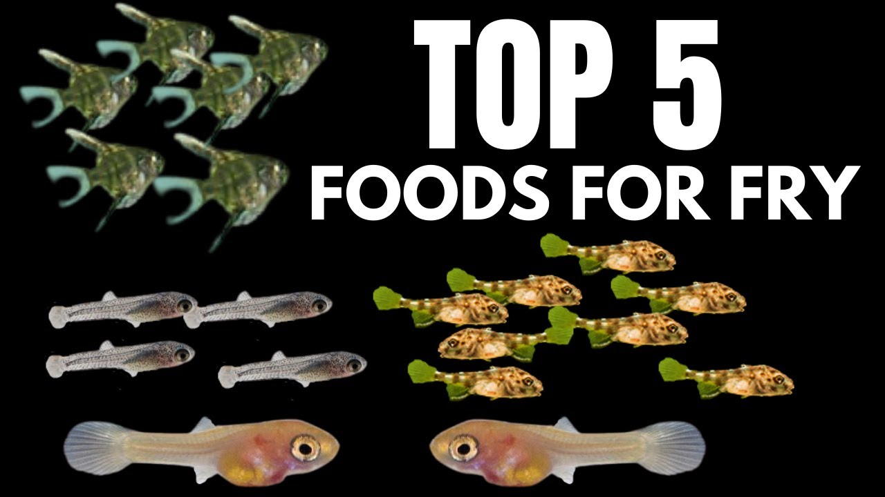 Top 5 Foods To Feed To Your Fry Baby Fish YouTube