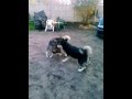 Alaskan malamutes Roki i Shakira