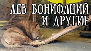 ❤️ПЕРВАЯ встреча в НОВОМ ГОДУ! КАК зимуют ЛЮБИМКИ! Life of #lion #animals