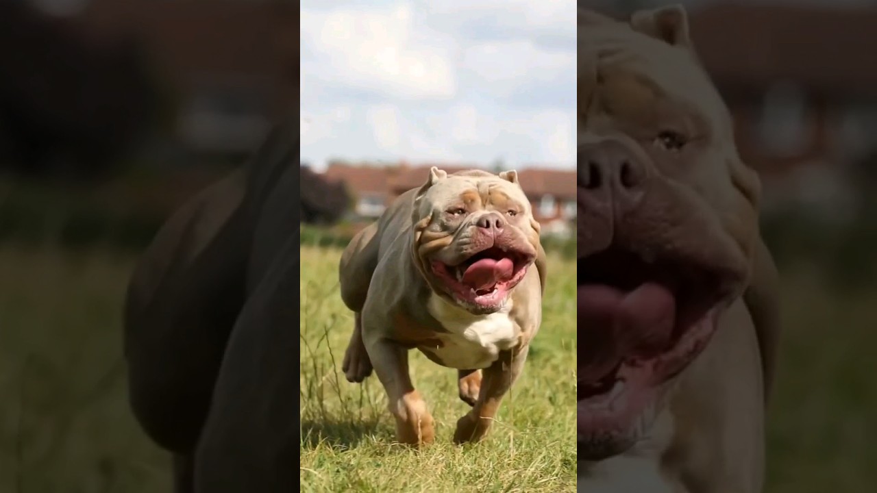 Pitbulls Emergency ❌- Ban in INDIA NOW!?❌- Shathan priyan 