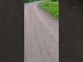 #дороги #nature #природныепейзажи #леснойгородок #birds #природа #лето