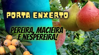 Como criar porta enxerto para pereira, macieira e nespereira